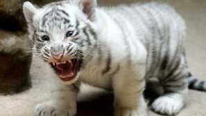 Има ли тигър албино и история на тигър кени